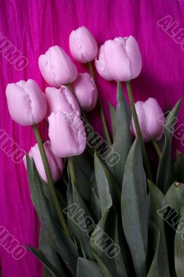 tulip