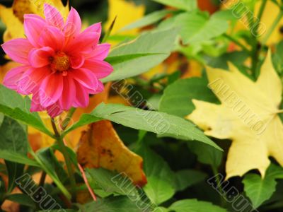 Pink dahlia with yellow maple leaf