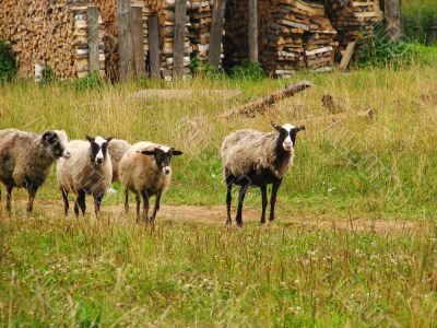 A small flock of sheep