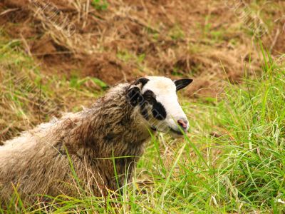 An ewe eating green grass