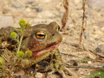 A marsh toad