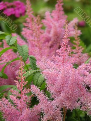  Astilbe