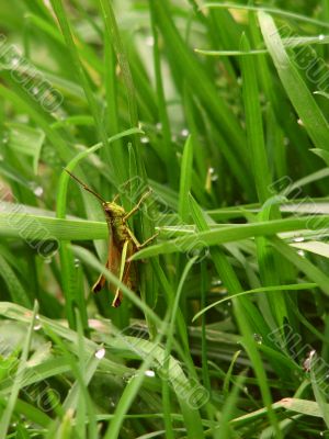 Green grasshopper