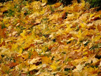 Background from colored autunm leaves on the land