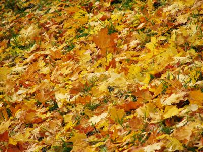 Autunm leaves on the land