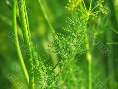 Branch of green dill