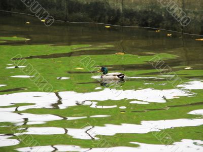 A duck swimming on water surface