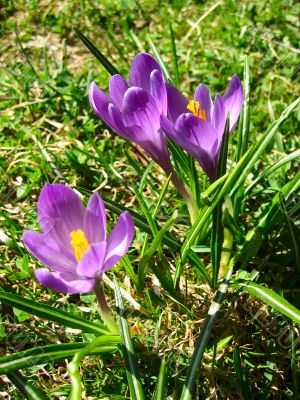 Violet crocuses