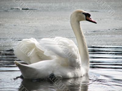 Beautiful white swan on the lake