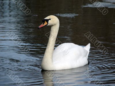 White swan on the lake