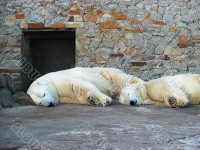 Two polar bears lying in a zoo Two polar bears lying in a zoo