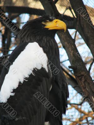 Sea-eagle