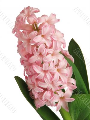 Pink hyacinth