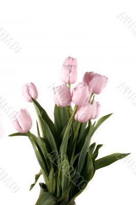 tulip