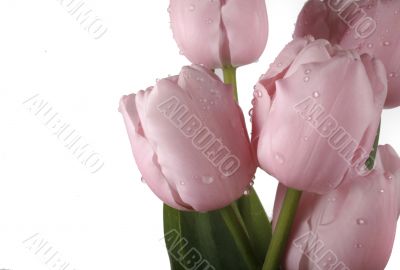 tulip