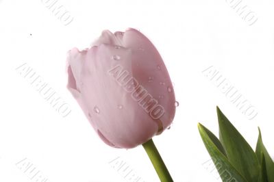 tulip