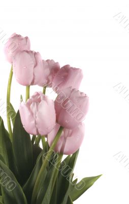 tulip