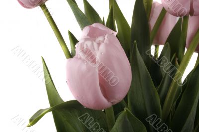 tulip