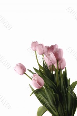 tulip