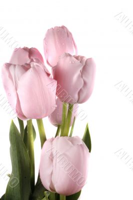 tulip