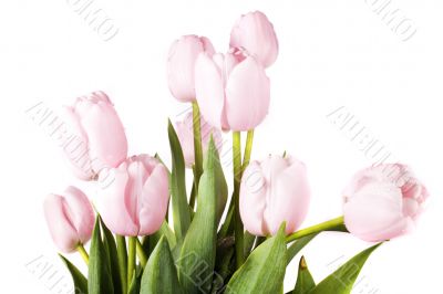 tulip