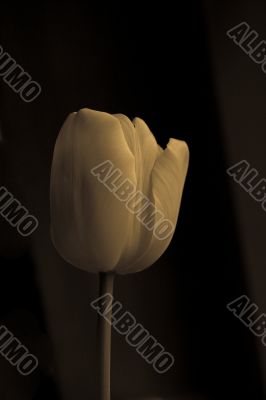tulip