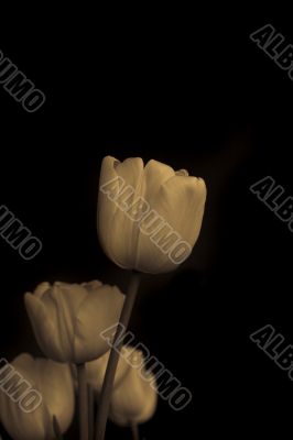 tulip