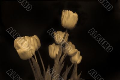 tulip