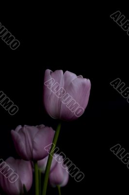 tulip