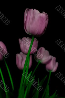 tulip