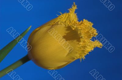 tulip