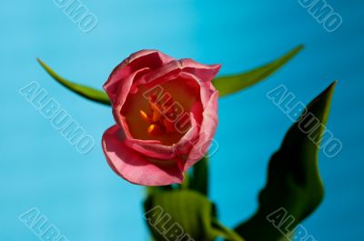 tulip