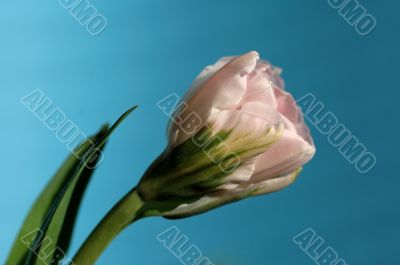 tulip