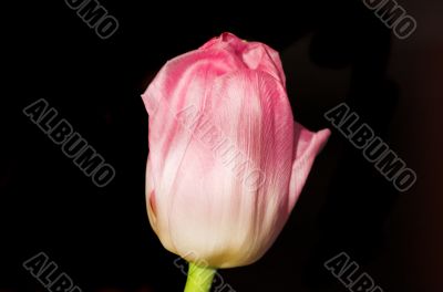 tulip
