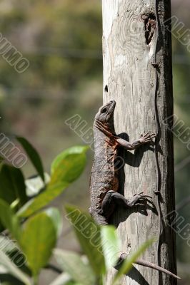 Climbing Iguana