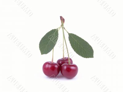 cherries cherries