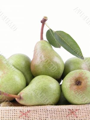 basket full of green pears