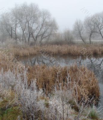 Wintry pond with cane covered with hoarfrost