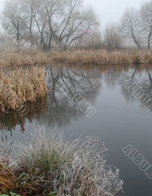 Wintry pond with cane covered with hoarfrost