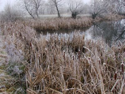 Wintry pond with cane covered with hoarfrost