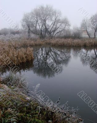 Wintry pond with cane covered with hoarfrost
