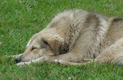 Relaxed watchdog on grreen grass background