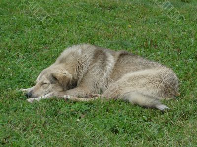 Relaxed watchdog on grreen grass background