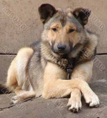 Relaxed watch-dog crossed paws