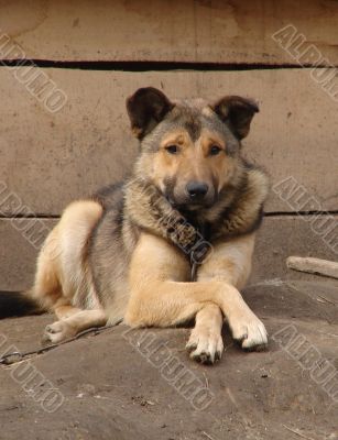 Relaxed watch-dog crossed paws