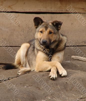 Relaxed watch-dog crossed paws