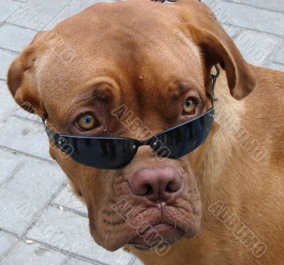 Brown dog muzzle with sunglasses
