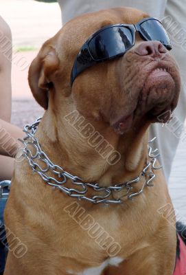 Brown dog muzzle with sunglasses