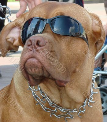 Brown dog muzzle with sunglasses