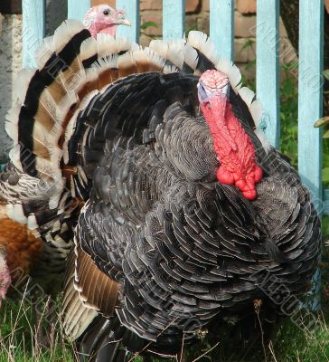 Turkey-cock in farm